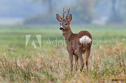 Picture of Roe deer